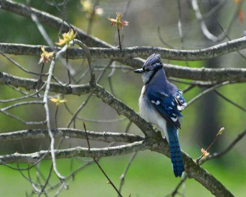 Do All Birds Have Feathers? Why? No Exception at All?