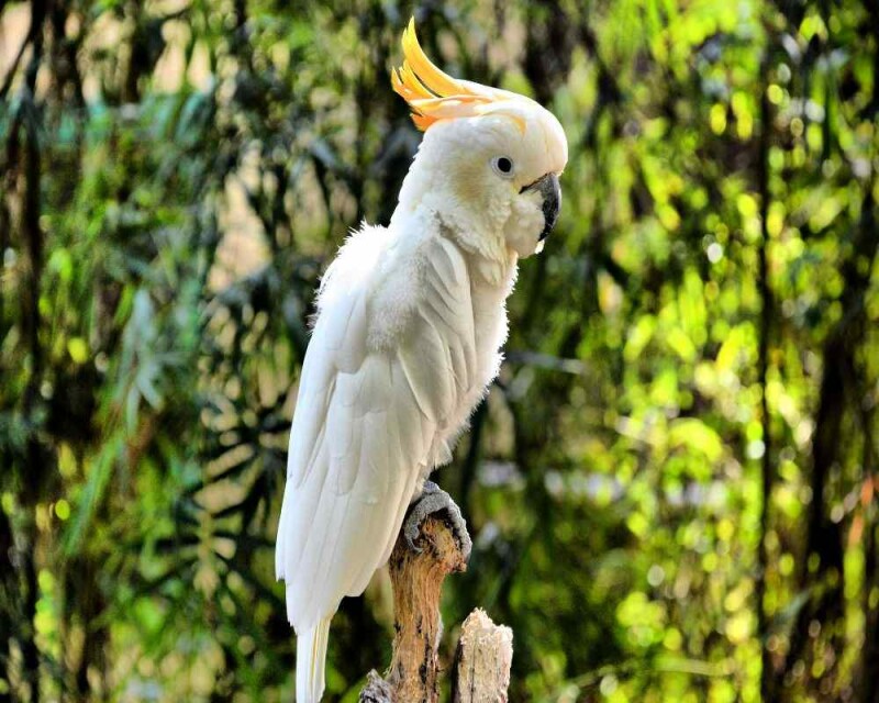 Do Female Birds Get Periods? How about Parrots and Chickens?