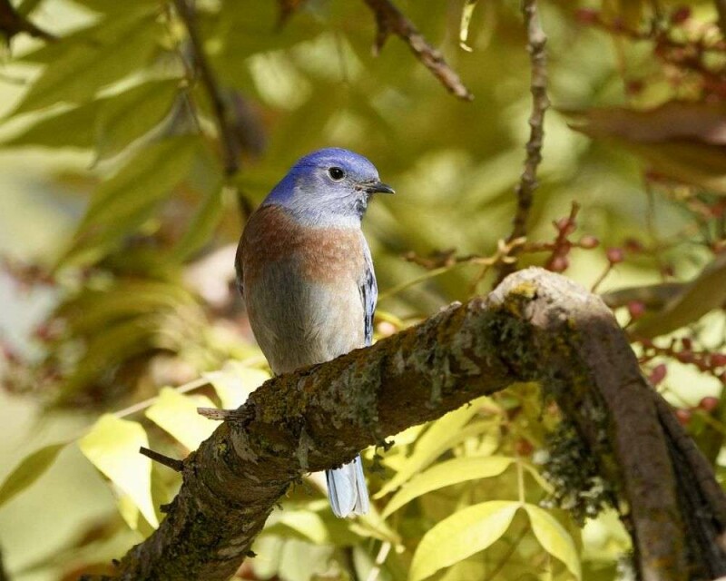 do-blue-birds-mate-for-life-birds-true-love