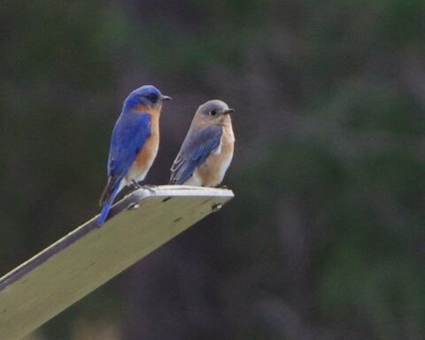 bluebirds pairs