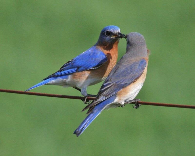 Do Blue Birds Mate For Life? Birds True Love