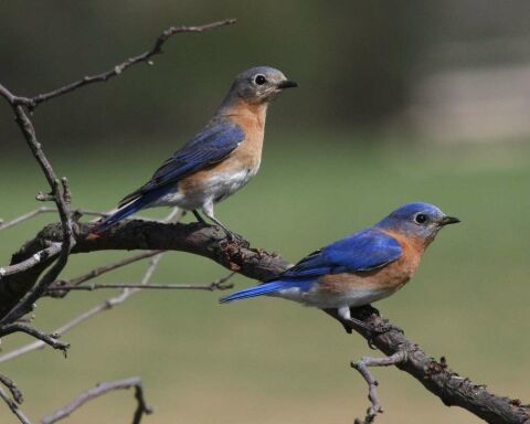 bluebirds aves