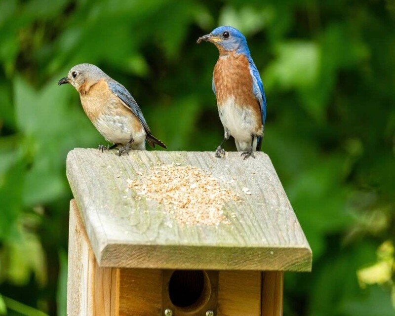 do-blue-birds-mate-for-life-birds-true-love