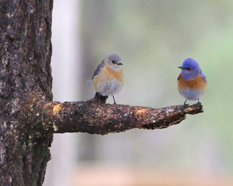 birds bluebirds posture luring solicitation