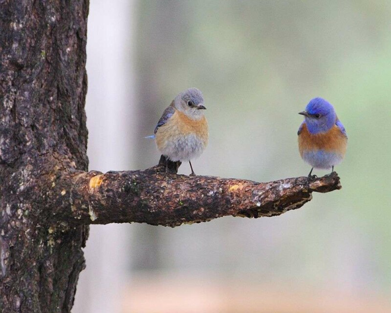 do-blue-birds-mate-for-life-birds-true-love