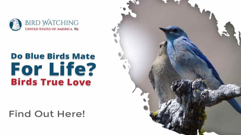 do-blue-birds-mate-for-life-birds-true-love