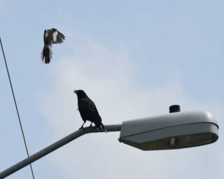 crow-fighting-a-bird-320x256.jpg