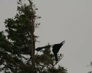 Do Crows Kill Other Birds? Do Eagles Or Hawks Kill Crows?