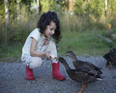 Do Ducks Like Humans? Do They Show Emotions Or Affection?