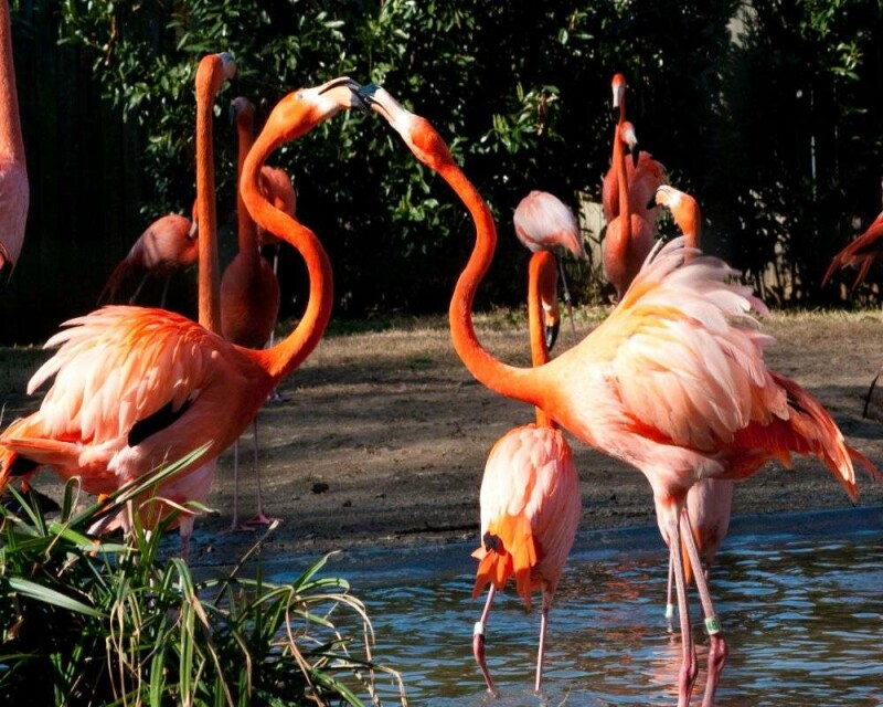 Do Flamingos Migrate? You Won’t Believe It, But It’s True!