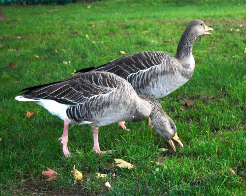 What?! Do Geese Really have Teeth?! [24 Awesome Pictures]