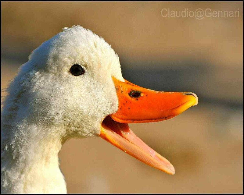 What Do Geese Really Have Teeth 24 Awesome Pictures 0012