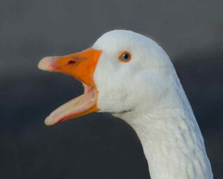 What?! Do Geese Really have Teeth?! [24 Awesome Pictures]