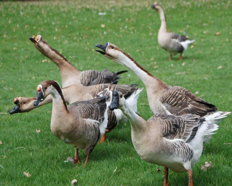 What?! Do Geese Really have Teeth?! [24 Awesome Pictures]