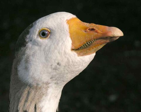 What?! Do Geese Really have Teeth?! [24 Awesome Pictures]