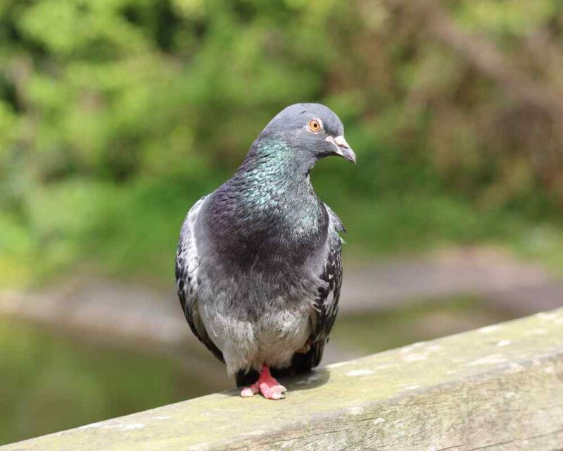 Do Pigeons Have Feelings? Do They Get Sad, Cry, Or Love?