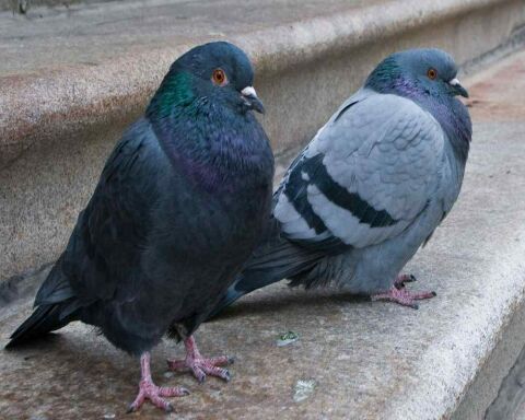 Do Pigeons Mate for Life? Birds True Love