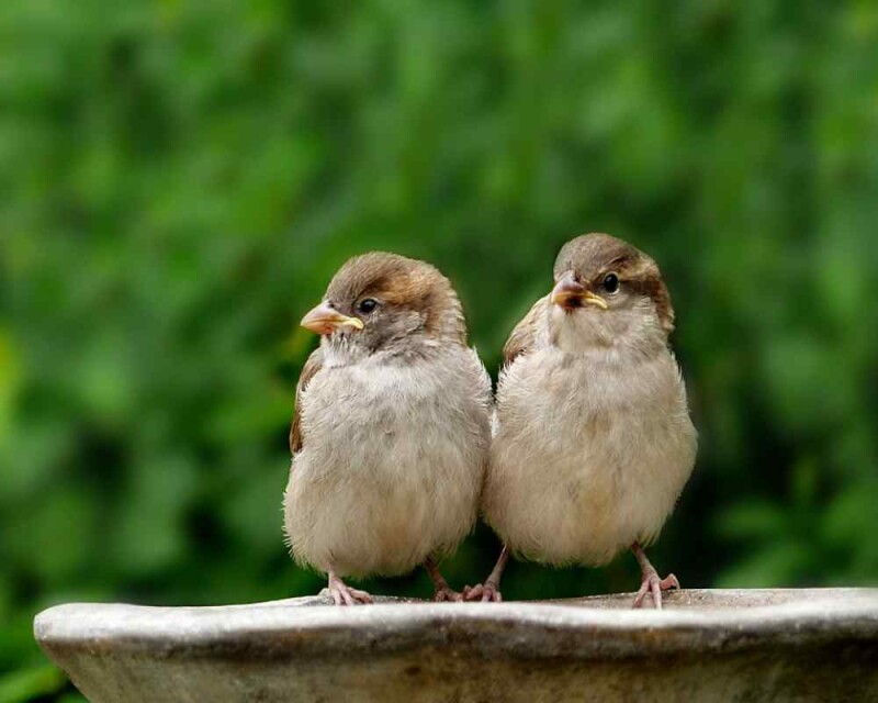 Do Sparrows Mate for Life? Birds True Love