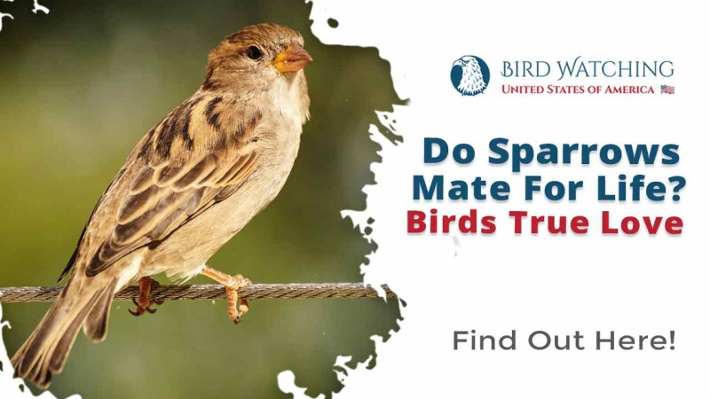 Do Sparrows Mate For Life? Birds True Love