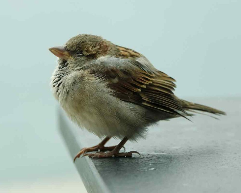 do-sparrows-migrate-you-won-t-believe-it-but-it-s-true