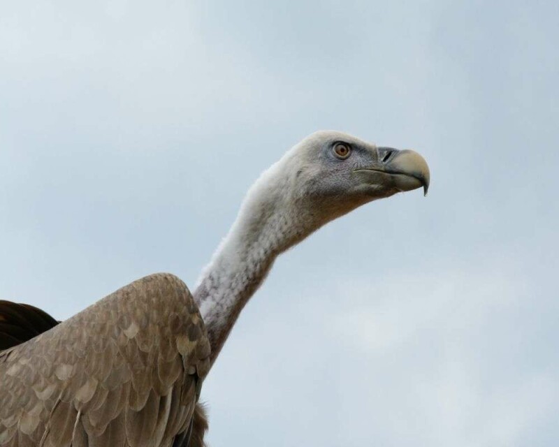 Do Vultures Eat Dead Vultures? This is Really Shocking!