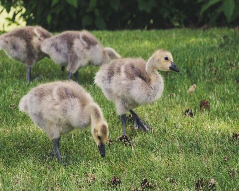 Duck Poop: What It Looks Like & More Interesting FAQs