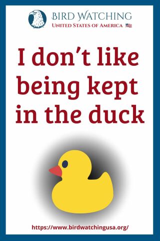 51 Funny Duck Puns & Pictures to Make You Smile!