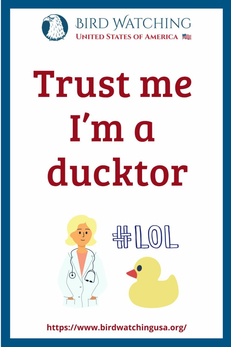 51 Funny Duck Puns & Pictures to Make You Smile!