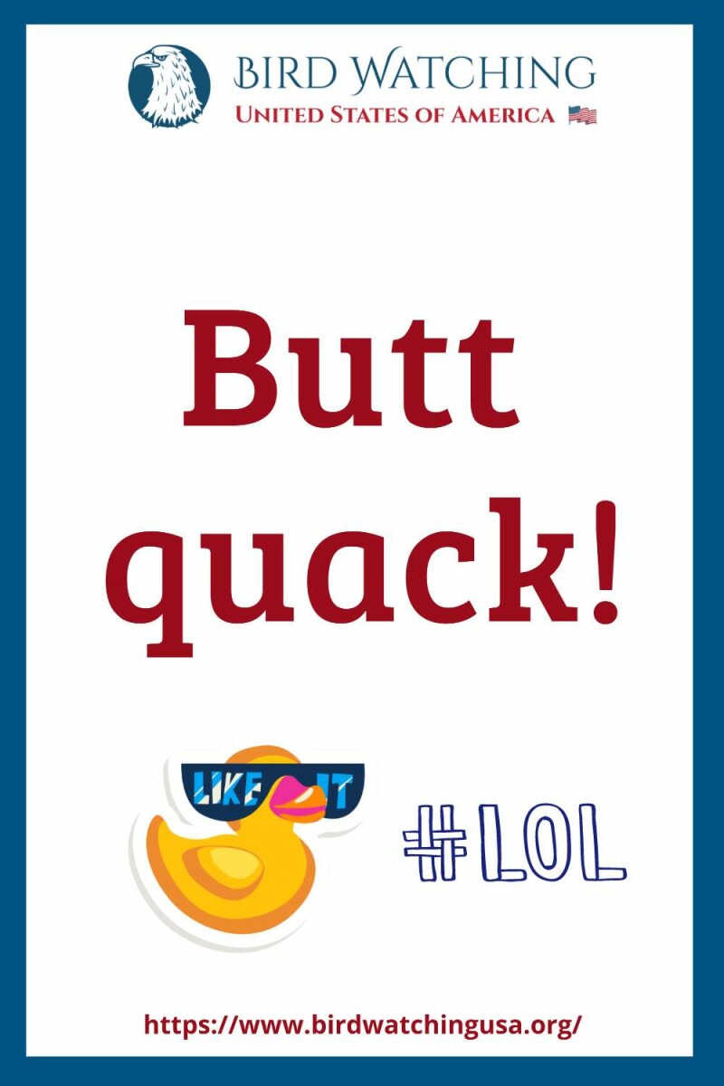 51 Funny Duck Puns & Pictures to Make You Smile!