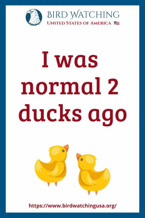 51 Funny Duck Puns & Pictures to Make You Smile!