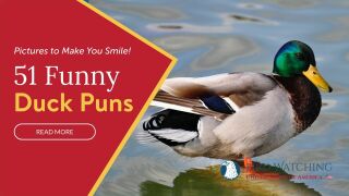 51 Funny Duck Puns & Pictures to Make You Smile!