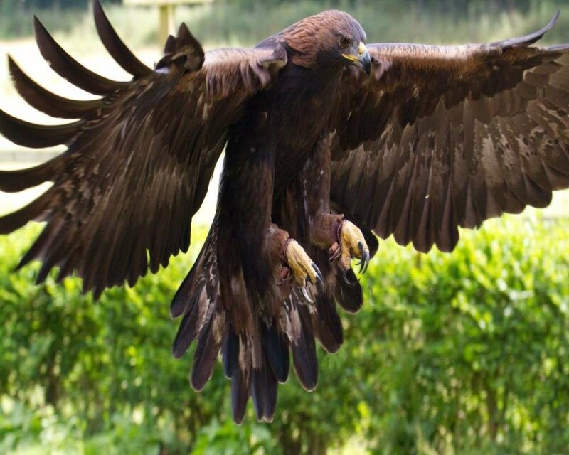 5 Eagles You’ll See If You Visit France – Beautiful Creatures