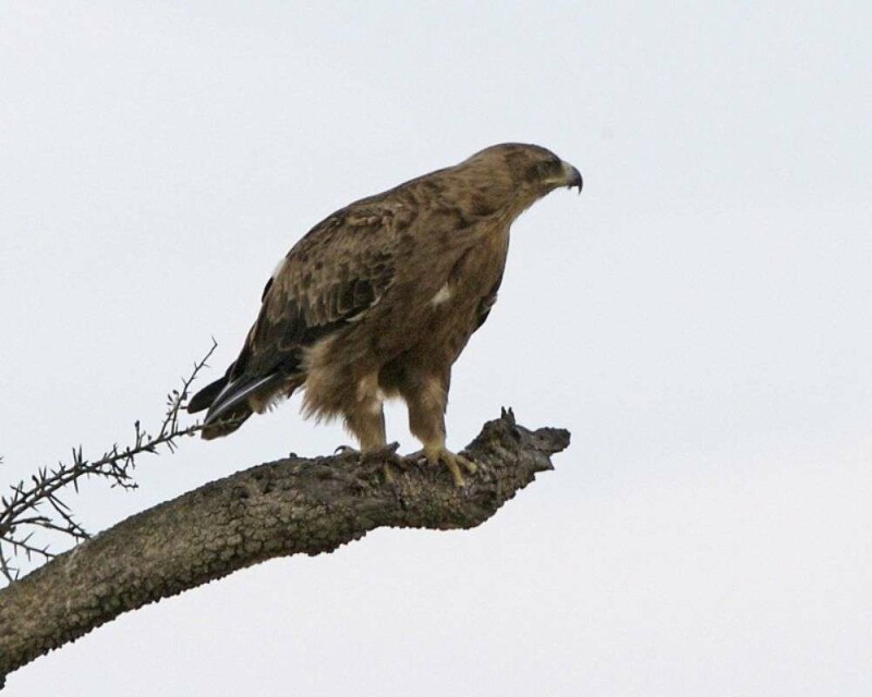 5 Eagles You’ll See If You Visit France – Beautiful Creatures