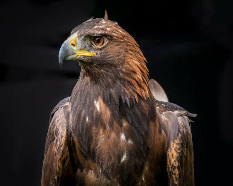 5 Eagles You’ll See If You Visit Germany - Beautiful Creatures