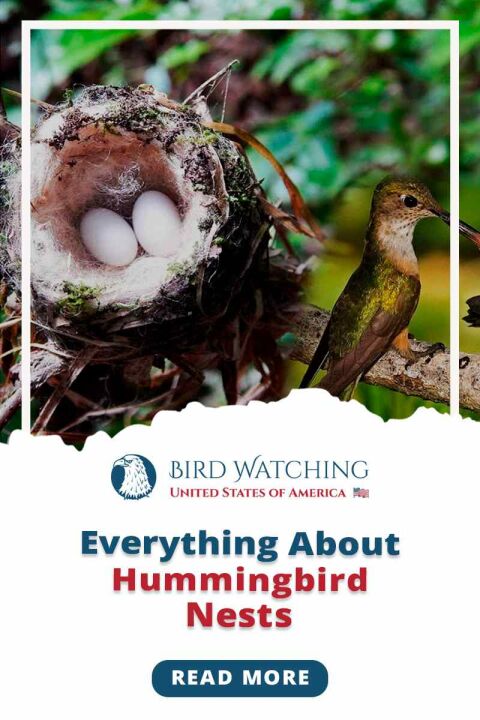 Everything About Hummingbird Nests - Impressive Facts to Know All in ...