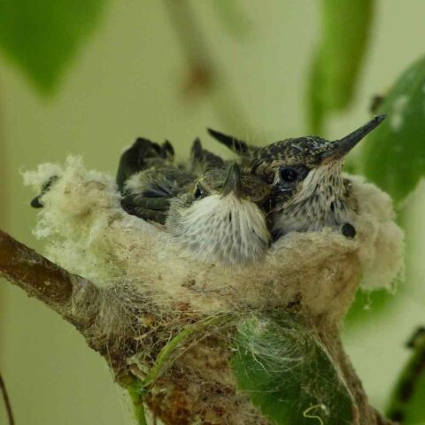 Everything About Hummingbird Nests - Impressive Facts to Know All in ...