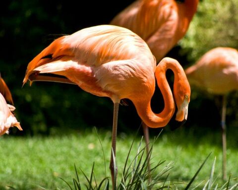 Can You Legally Own a Flamingo? How Much Does It Cost?