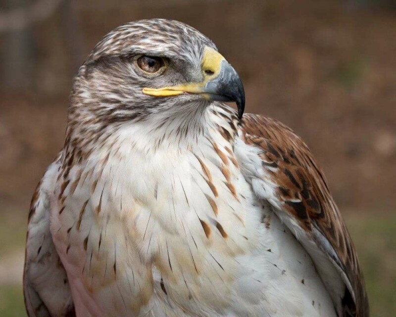 How To Identify A Hawk Feather? Easy Steps And Pictures!