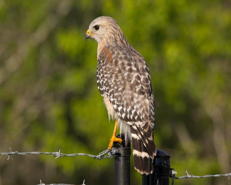 How To Identify A Hawk Feather? Easy Steps And Pictures!