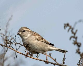 How To Tell a House Finch from A Sparrow - 5 Differences!