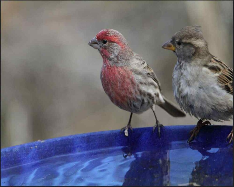 finch and sparrow
