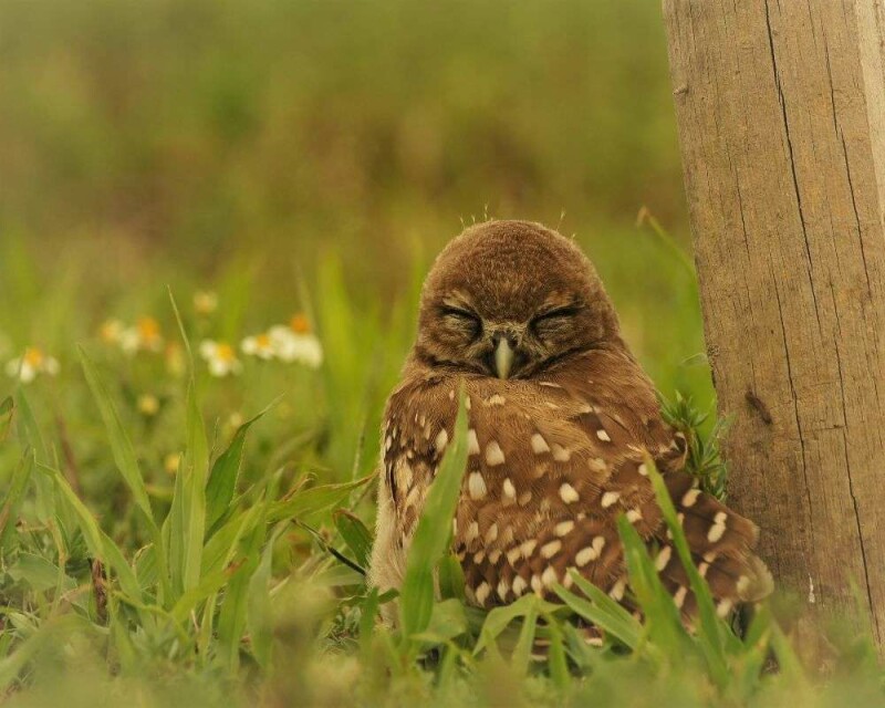 how-do-owls-sleep-cute-baby-owls-sleep-face-down-pics