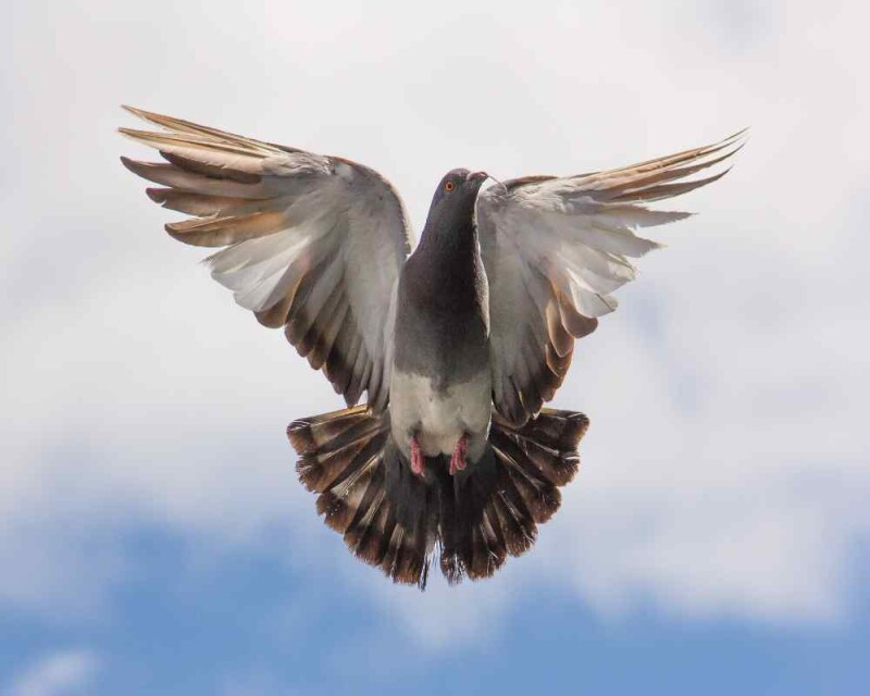 How Far Can Pigeons Fly? It's Almost Unbelievable!