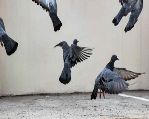 How Far Can Pigeons Fly? It's Almost Unbelievable!