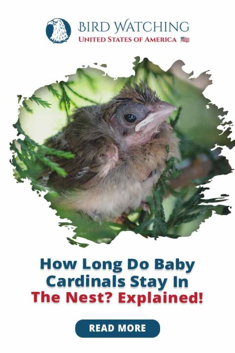 How Long Do Baby Cardinals Stay in the Nest? Explained!