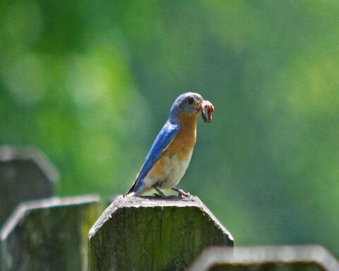 How Long do Bluebirds Live? Wild vs. Captivity! Averages & Records