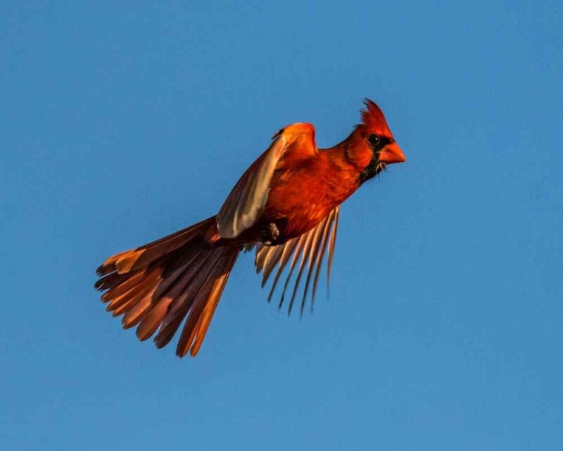 How Long do Cardinals Live? The Record is Amazing!