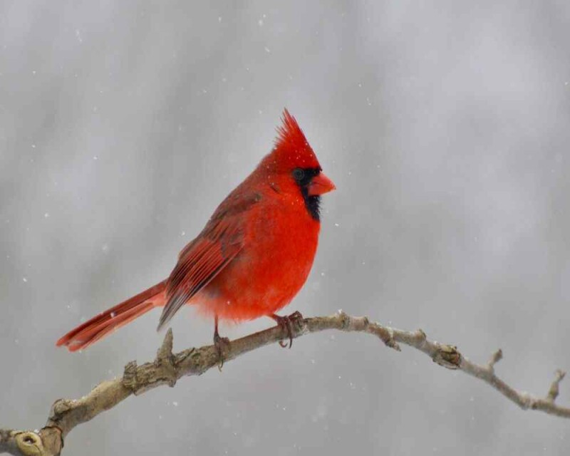 do cardinals mate for life