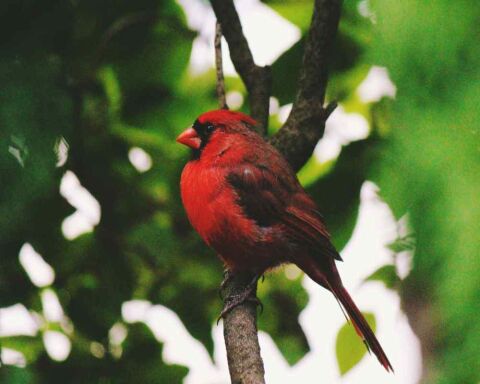 cardinal cardinals