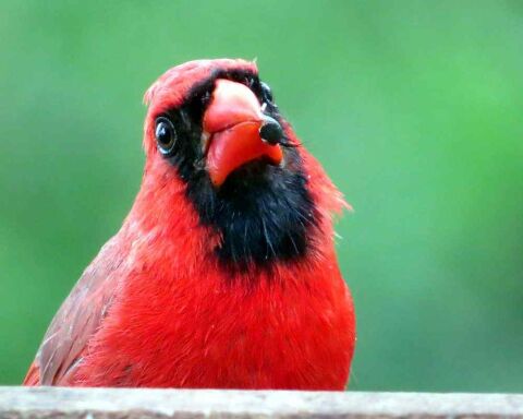 cardinals circumstances favorable tend